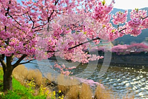 Beautiful Japan Sakura tree