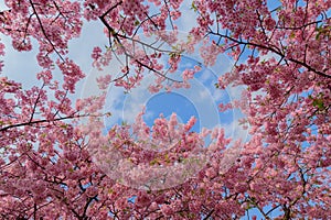 Beautiful Japan Sakura tree