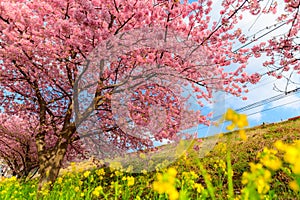 Beautiful Japan Sakura tree