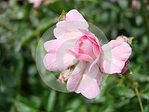 Beautiful Japanese Camellia pink flowers, dark moody petal background, delicate floral rose background