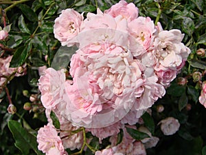 Beautiful Japanese Camellia pink flowers, dark moody petal background, delicate floral rose background