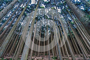 Beautiful japanese cedars and pine forest near Tanuki Lake (Tanukiko) at Tokai Nature Trail, Shizuoka prefecture