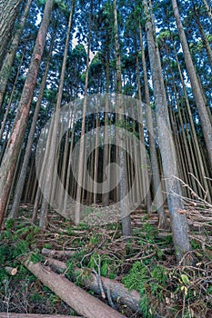 Beautiful japanese cedars and pine forest near Tanuki Lake (Tanukiko) at Tokai Nature Trail, Shizuoka prefecture