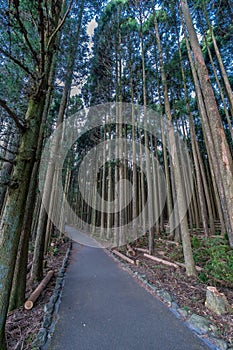 Beautiful japanese cedars and pine forest near Tanuki Lake (Tanukiko) at Tokai Nature Trail, Shizuoka prefecture