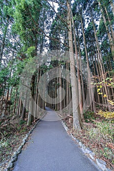 Beautiful japanese cedars and pine forest near Tanuki Lake (Tanukiko) at Tokai Nature Trail, Shizuoka prefecture