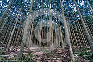 Beautiful japanese cedars and pine forest near Tanuki Lake (Tanukiko) at Tokai Nature Trail, Shizuoka prefecture