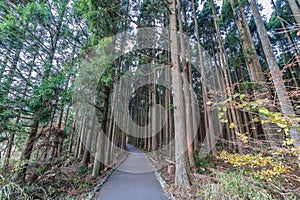 Beautiful japanese cedars and pine forest near Tanuki Lake (Tanukiko) at Tokai Nature Trail, Shizuoka prefecture