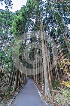 Beautiful japanese cedars and pine forest near Tanuki Lake (Tanukiko) at Tokai Nature Trail, Shizuoka prefecture, Japan.