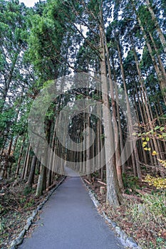 Beautiful japanese cedars and pine forest near Tanuki Lake (Tanukiko) at Tokai Nature Trail, Shizuoka prefecture, Japan