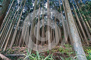 Beautiful japanese cedars and pine forest near Tanuki Lake (Tanukiko) at Tokai Nature Trail, Shizuoka prefecture, Japan