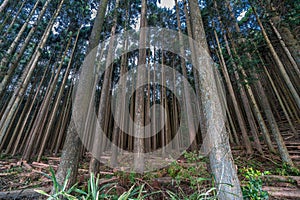 Beautiful japanese cedars and pine forest at Tokai Nature Trail, Shizuoka prefecture, Fujinomiya-shi, Japan