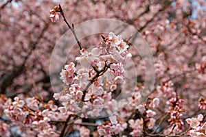 Beautiful japanese cherry blossom flowers and flower background