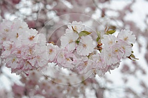 Beautiful Japanese cherry blossom somei yoshino sakura in full bloom in a park in spring