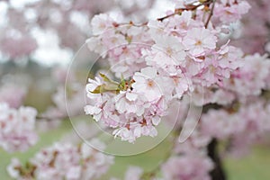 Beautiful Japanese cherry blossom somei yoshino sakura in full bloom in a park in spring