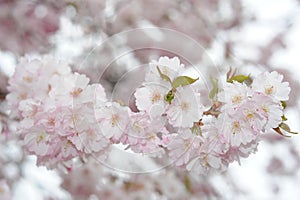 Beautiful Japanese cherry blossom somei yoshino sakura in full bloom in a park in spring