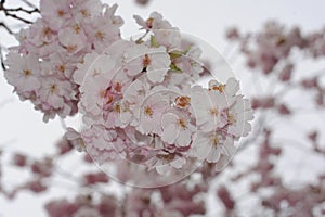 Beautiful Japanese cherry blossom somei yoshino sakura in full bloom in a park in spring