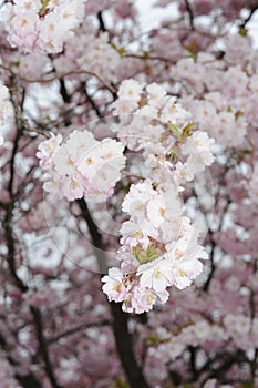 Beautiful Japanese cherry blossom somei yoshino sakura in full bloom in a park in spring