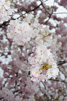 Beautiful Japanese cherry blossom somei yoshino sakura in full bloom in a park in spring