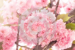 Beautiful Japanese cherry blossomed - flowering cherry tree