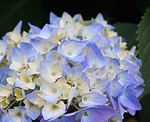 Beautiful Japanese climbing-hydrangea flowers.