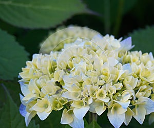 Beautiful Japanese climbing-hydrangea flowers.