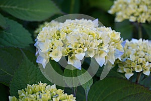 Beautiful Japanese climbing-hydrangea flowers.