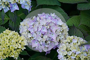 Beautiful Japanese climbing-hydrangea flowers.