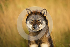 Beautiful Japanese dog breed shikoku sitting in the field in autumn