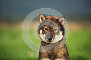 Beautiful Japanese dog breed shikoku sitting in the field in autumn