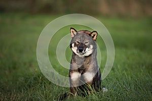 Beautiful Japanese dog breed shikoku sitting in the field in fall