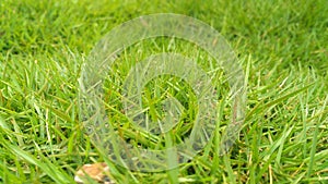beautiful japanese grass in the yardÃ¯Â¿Â¼ photo