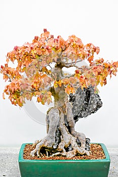 Japanese Maple Bonsai Tree in Planter photo