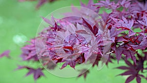 Beautiful Japanese maple red leaf close up.