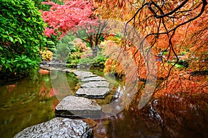 Beautiful Japanese maple trees in the Butchart Gardens