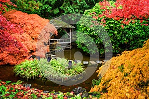 Beautiful Japanese maple trees in the Butchart Gardens