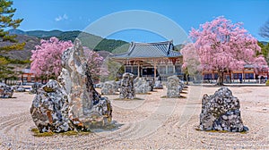 Beautiful Japanese park, landscape with sakura blooming.,