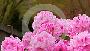 Beautiful Japanese pink Azalea flowers cut into a dense shrubbery