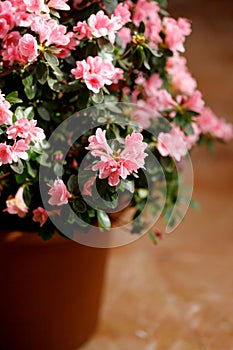 Beautiful Japanese pink Azalea flowers cut into a dense shrubbery. Full in bloom in may, springtime. Background full of flowers