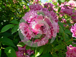 Beautiful Japanese pink Azalea flowers into a dense shrubbery