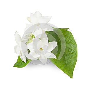 Beautiful Jasmine flower