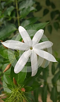 Beautiful Jasmine flower - Macro photo