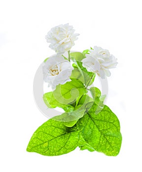 Beautiful jasmine flower on white background.