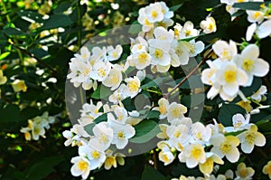 Beautiful jasmine flower photo