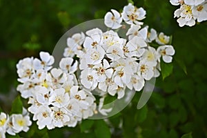 Beautiful jasmine flower photo