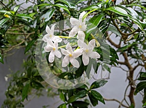 Beautiful jasmine flowers coupled with raindrops make it look more fresh and exotic