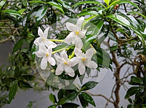 Beautiful jasmine flowers coupled with raindrops make it look more fresh and exotic