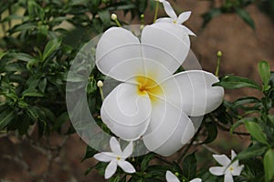 Beautiful jasmine flowers in Indonesia