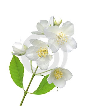 Beautiful jasmine flowers with leaves isolated on white