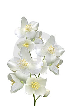 Beautiful jasmine flowers with leaves isolated on white