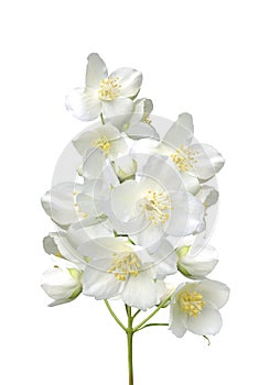 Beautiful jasmine flowers with leaves isolated on white